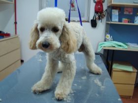 Bilder Neu 16.12.2012 006.JPG