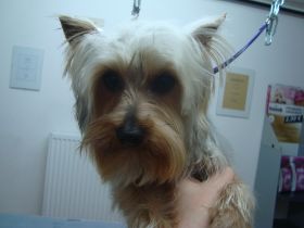 Bobby-Yorkie (2).JPG