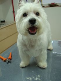 Charly, westie (2).JPG