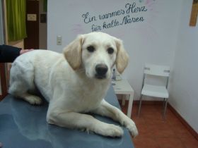 Emma-Golden-Mix.JPG