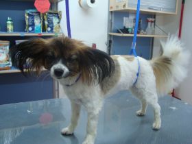 Jenny-Papillon.JPG