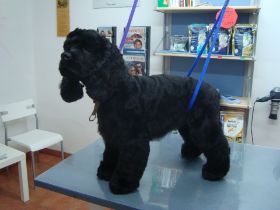 Kurt, Cocker-Spaniel (3).JPG