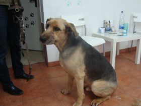 Lou-Briard-Airdalemix (2).JPG