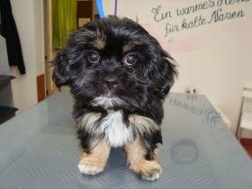 Micah, Shi-Tzu-Mix.JPG